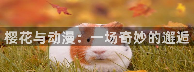 漫画之家网官网入口：樱花与动漫：一场奇妙的邂逅